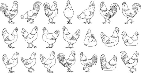 Detailed black and white outline illustrations of various chickens and roosters. A diverse collection of farm fowl, including hens and roosters in different poses, isolated on white. © jouleea