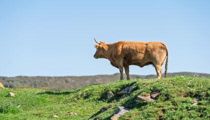 Naklejka premium Lone Brown Cow Standing on Grassy Hill Under Blue Sky