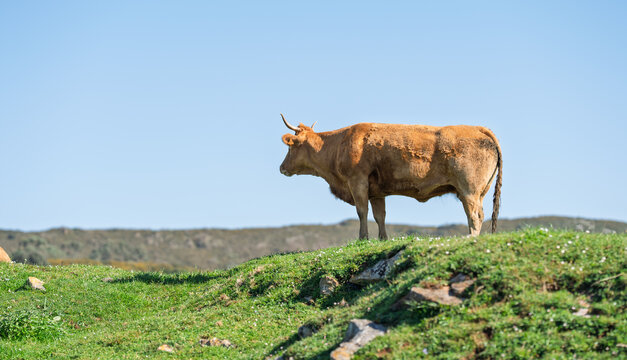 Lone Brown Cow Standing on Grassy Hill Under Blue Sky