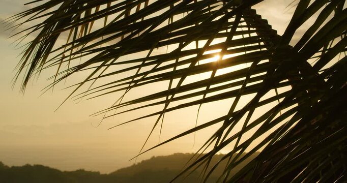 Palm leaves at sunset evoking tropical calm and mindful evening mood