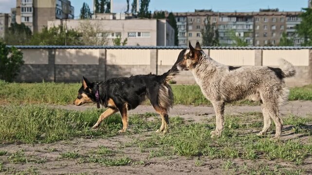 Two mixed breed street dogs stand on a patch of dirt and grass near a concrete fence and residential buildings. Concept of animal welfare, urban wildlife survival, and stray pet problems.