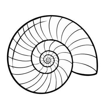 Nautilus Shell Spiral Outline Abstract Geometric Pattern Nature's Design