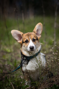 Welsh Corgi Pembroke puppy sitting in spring flowers outdoors.