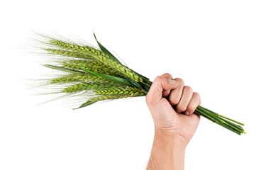 Naklejka premium Hand holding green wheat ears isolated on white background, agriculture harvest concept