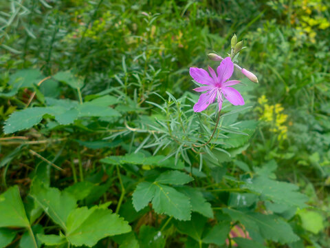 A rosemary willowherb (Chamaenerion dodonaei), photographed in Musio, a part of Tremosine.