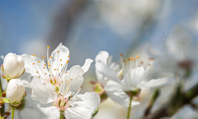 Obraz premium White Spring Blossoms and Buds Macro Against Soft Blue Sky
