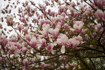 Magnolia, Magnolia L. © Marcin Łazarczyk
