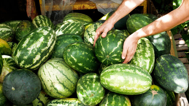 Farmer's hands stacking freshly harvested ripe watermelons into a large pile. Concept of organic watermelon farming, seasonal harvest, and healthy nutrition. Fresh farm produce, agriculture, and