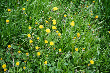 Mniszek pospolity, mniszek lekarski,Taraxacum officinale F.H. Wiggers coll., właśc. Taraxacum sect. Taraxacum © Marcin Łazarczyk