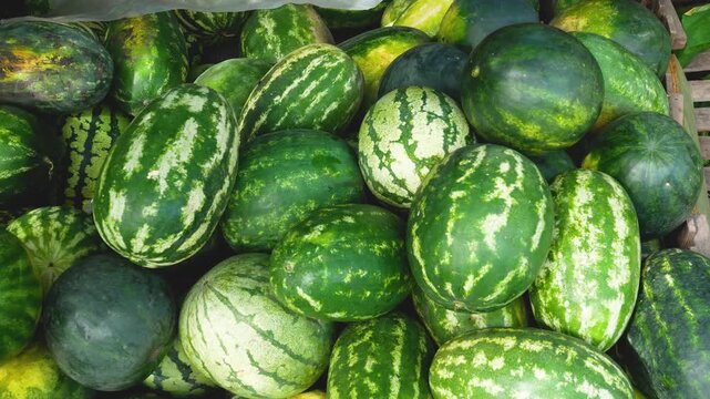 Large pile of freshly picked ripe watermelons. Concept of organic watermelon farming, seasonal harvest, and healthy nutrition. Fresh farm produce, natural sweet fruit, and agriculture.