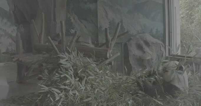 Ungraded C LOG 2, Giant Panda Happily Eat Bamboo Leaves. Bear Or Simply, Is Bear Species Endemic To China. Panda Diplomacy. National Symbol Of China, Personifying Sincerity, Friendliness, Tolerance