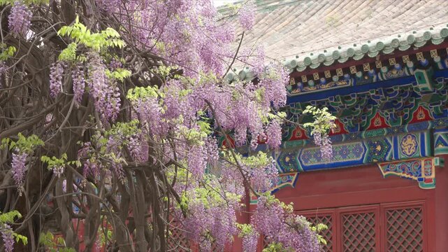 Elegant Wisteria Blossoms at the Imperial College and Confucius Temple, Ancient Academic Heritage in Beijing