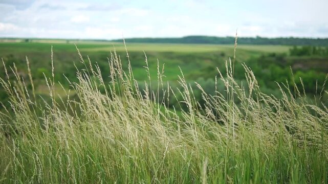 Wild wind moving grass in front of a green valley with shallow depth of field on sunny summer day