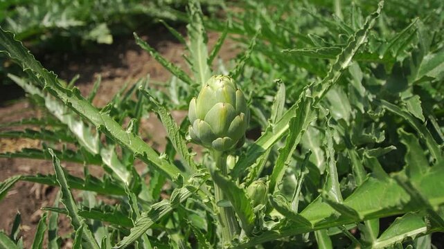 Edible flower of globe artichoke close-up growing at a garden