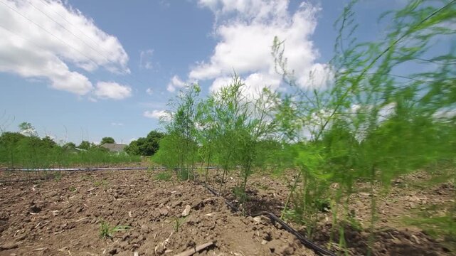 Garden asparagus growing at a summer garden under a blue sky low angle dolly shot