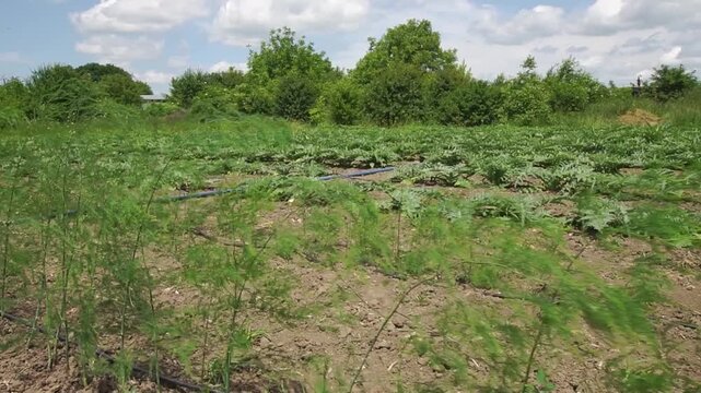 Summer garden with asparagus in front of artichokes growing under a blue sky truck shot
