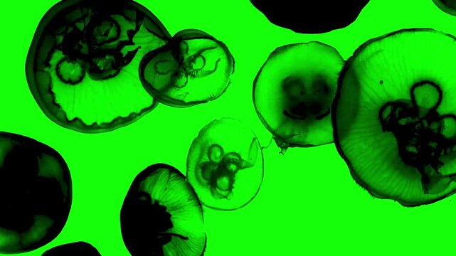 Silhouette of jellyfish swimming underwater with air bubbles on green background. Chroma key green screen for composite and presentation.