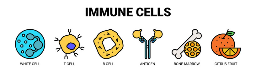 Fototapeta premium Immune Cells web banner icon vector illustration concept with icons of white cell, T cell, B cell, antigen, bone marrow, and citrus fruit.