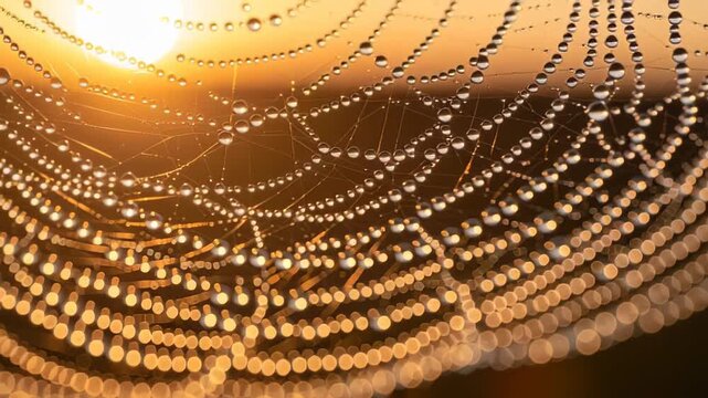 Golden hour sunlight on a spider web covered in dew drops.