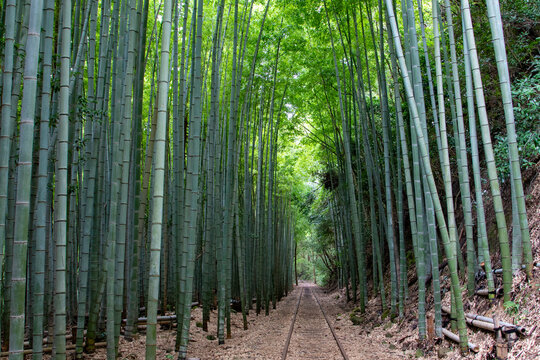 旧国鉄倉吉線廃線跡 竹林の中に残る線路と幻想的な風景（Abandoned railway tracks remaining in the beautiful bamboo forest, Kurayoshi Japan）