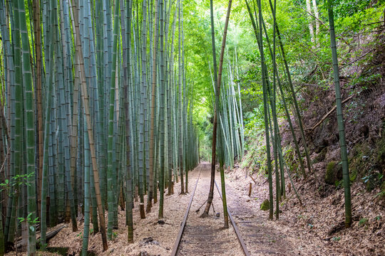 旧国鉄倉吉線廃線跡 竹林の中に残る線路と幻想的な風景（Abandoned railway tracks remaining in the beautiful bamboo forest, Kurayoshi Japan）