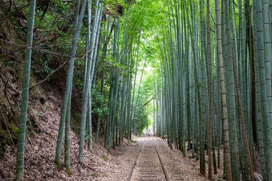 旧国鉄倉吉線廃線跡 竹林の中に残る線路と幻想的な風景（Abandoned railway tracks remaining in the beautiful bamboo forest, Kurayoshi Japan）