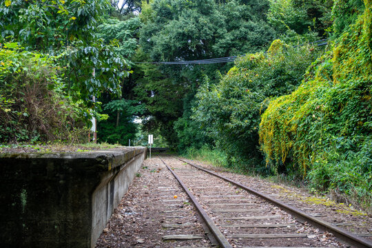 旧国鉄倉吉線廃線跡 竹林の中に残る線路と幻想的な風景（Abandoned railway tracks remaining in the beautiful bamboo forest, Kurayoshi Japan）