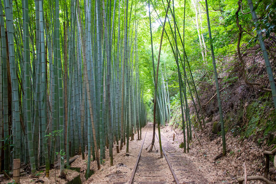 旧国鉄倉吉線廃線跡 竹林の中に残る線路と幻想的な風景（Abandoned railway tracks remaining in the beautiful bamboo forest, Kurayoshi Japan）