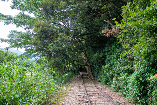 旧国鉄倉吉線廃線跡 竹林の中に残る線路と幻想的な風景（Abandoned railway tracks remaining in the beautiful bamboo forest, Kurayoshi Japan）
