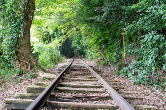 旧国鉄倉吉線廃線跡 竹林の中に残る線路と幻想的な風景（Abandoned railway tracks remaining in the beautiful bamboo forest, Kurayoshi Japan）