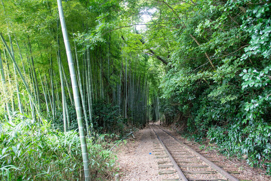 旧国鉄倉吉線廃線跡 竹林の中に残る線路と幻想的な風景（Abandoned railway tracks remaining in the beautiful bamboo forest, Kurayoshi Japan）