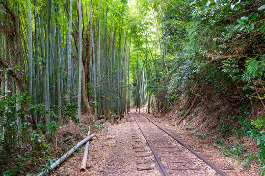 旧国鉄倉吉線廃線跡 竹林の中に残る線路と幻想的な風景（Abandoned railway tracks remaining in the beautiful bamboo forest, Kurayoshi Japan）