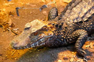 Fototapeta premium Close-Up of a Caiman Basking on Sunlit Forest Floor for Wildlife Enthusiasts and Education