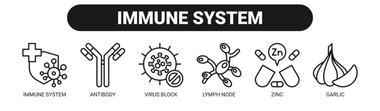 Immune System web banner icon vector illustration concept with icons of immune system, antibody, virus block, lymph node, zinc, and garlic.
