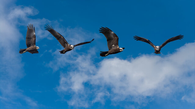 A composition depicting the various flight phases of the Western Marsh Harrier gliding through the blue sky.
