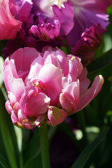Obraz premium Tulpen