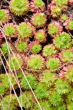 Close-up of Sedum lydium (Lydian Stonecrop) rosettes with green and reddish leaves, natural textured background of ground cover succulents in a rock garden.