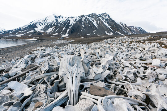 View of the historic Bamsebu site featuring a vast field of bleached whale bones and skulls against snow-capped mountains in Svalbard, Svalbard and Jan Mayen.