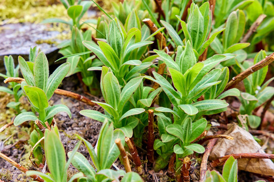 Young green sprouts of Euphorbia hyberna (Irish Spurge) growing from the ground in early spring, close-up of fresh garden plants.