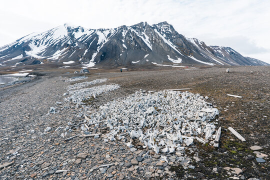 View of a large pile of bleached whale bones on the rocky shoreline with the historic Bamsebu hut and snow-dusted mountains in the background Svalbard, Svalbard and Jan Mayen.