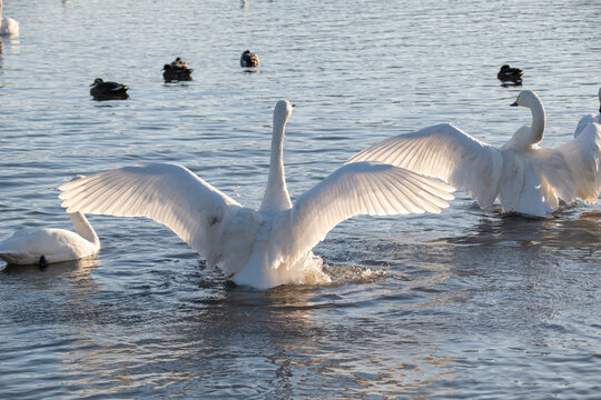 新潟県 阿賀野市 瓢湖 昇る朝日と湖面に集まる白鳥の群れ（Sunrise over Lake Hyo with a flock of swans on the water, Agano Niigata Japan）