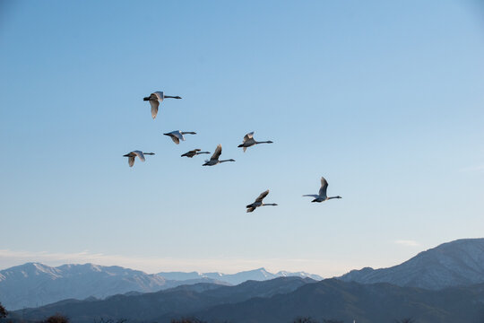 新潟県 阿賀野市 瓢湖 昇る朝日と湖面に集まる白鳥の群れ（Sunrise over Lake Hyo with a flock of swans on the water, Agano Niigata Japan）