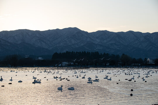 新潟県 阿賀野市 瓢湖 昇る朝日と湖面に集まる白鳥の群れ（Sunrise over Lake Hyo with a flock of swans on the water, Agano Niigata Japan）