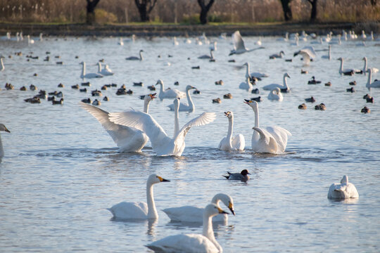 新潟県 阿賀野市 瓢湖 昇る朝日と湖面に集まる白鳥の群れ（Sunrise over Lake Hyo with a flock of swans on the water, Agano Niigata Japan）