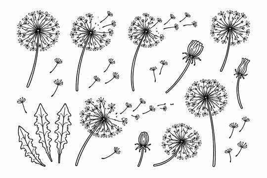 Hand Drawn Dandelion Flower Silhouette Doodle Icon Set with Fluffy Seed Heads, Blowing Seeds in the Wind, Buds, and Leaves. Minimalist Black and White Outline Vector Illustration for Nature Art.