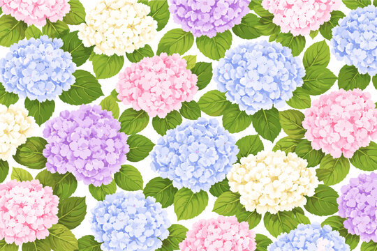 Colorful hydrangea flower background featuring pink, blue, purple, and white blossoms with green leaves. Elegant floral botanical pattern for decorative designs, wallpaper, and textile prints.