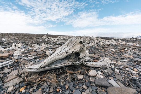 View of the historic whale bone remains at Bamsebu scattered across a rocky beach under a bright sky with wispy clouds in Svalbard, Svalbard and Jan Mayen.