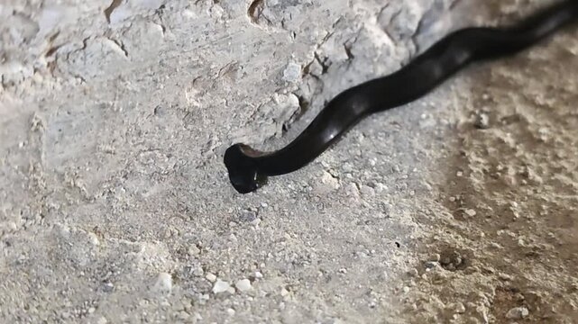 

Black Hammerhead Worm (Bipalium) crawling on a light concrete surface #006

