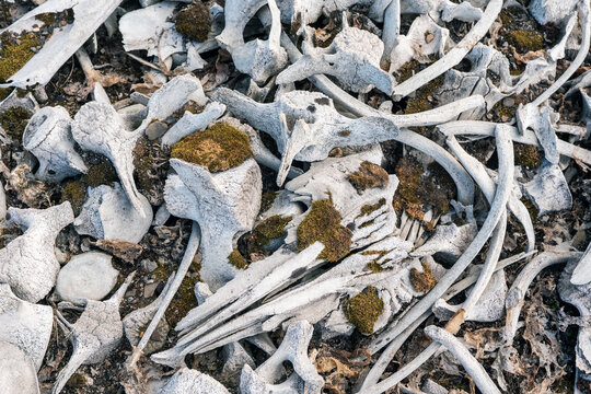 View of bleached beluga whale bones and vertebrae with patches of moss at the historic Bamsebu site Svalbard, Svalbard and Jan Mayen.