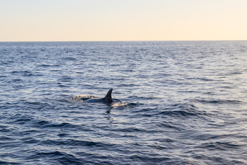 Fototapeta premium Beautiful Risso's dolphin (Grampus griseus) in the Atlantic ocean near Fuerteventura, Canary islands, Spain